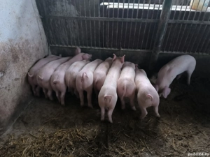 Purcei landras  - imagine 2