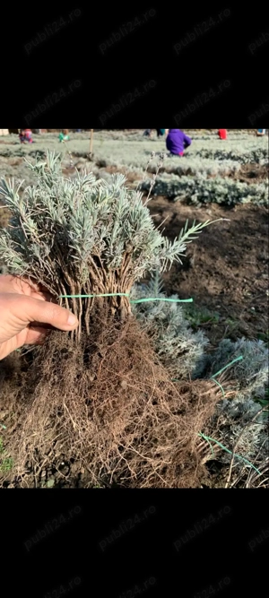 Butas lavanda  tufe lavanda anul 4