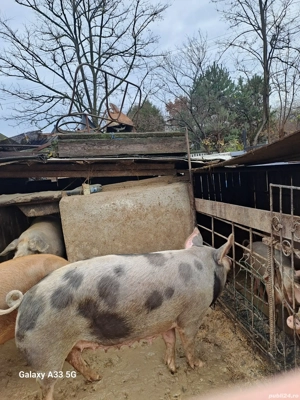 Vand porci si purcei  - imagine 2