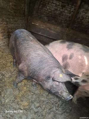 Vand porci si purcei  - imagine 3