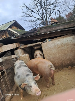 Vand porci si purcei  - imagine 4