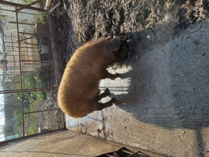 Vand vier mangalita de 130-140kg - imagine 3