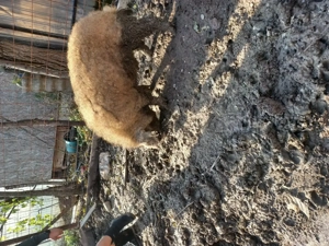 Vand vier mangalita de 130-140kg