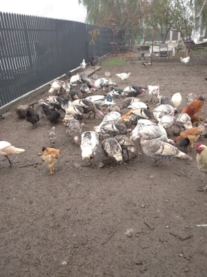 Păsări de curte  - imagine 2