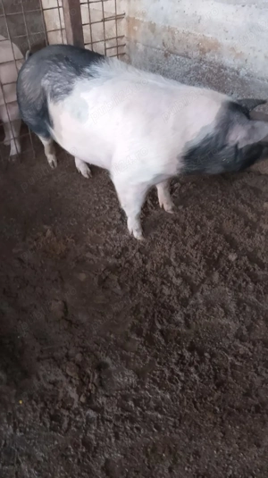 De vânzare porci. - imagine 5