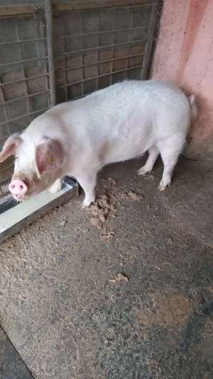 De vânzare purcea crescută natural.