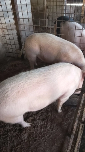 De vânzare porci crescuți natural.