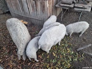 mangalita rasa blonda