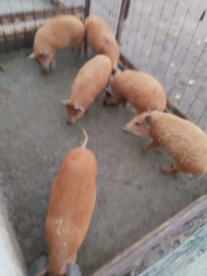 De vânzare porci mangalita și alta rasa - imagine 3