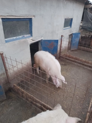 De vânzare porci mangalita și alta rasa - imagine 2