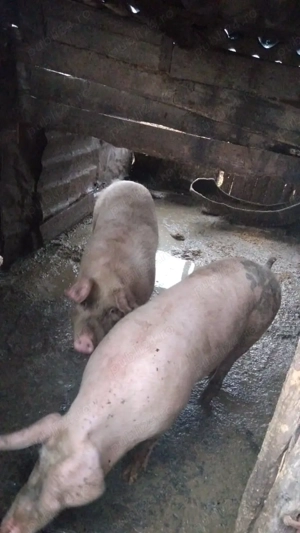Porci de vanzare - imagine 3