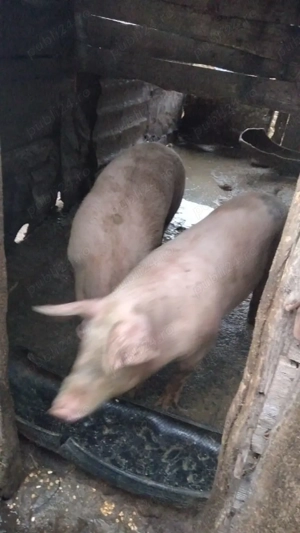 Porci de vanzare