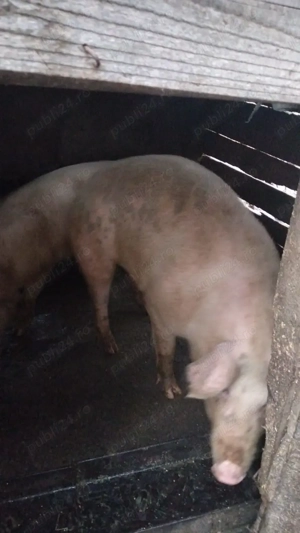 Porci de vanzare - imagine 2