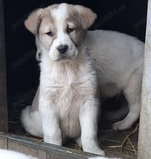 Cățel de Asia Centrală 