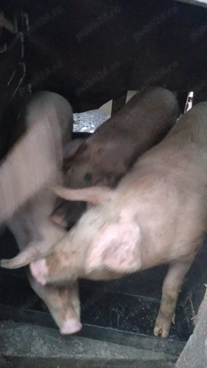 Porci de vanzare - imagine 4