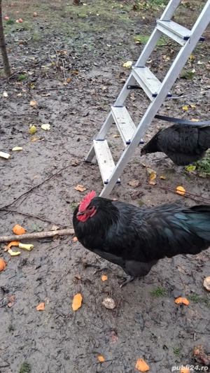 vind 2 cocoși astrolop