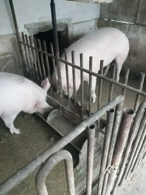 Porc de vânzare - imagine 1