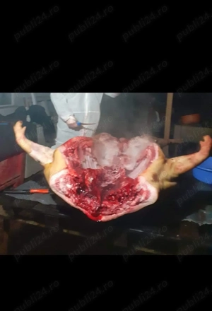 Porci rasa Mangalita pt Craciun - imagine 2