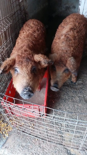 Porci rasa Mangalita pt Craciun - imagine 3