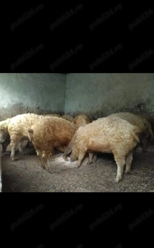 Porci rasa Mangalita pt Craciun - imagine 4