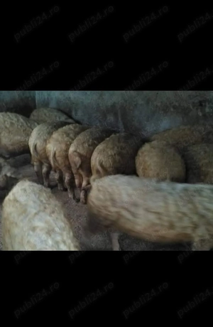 Porci rasa Mangalita pt Craciun - imagine 5