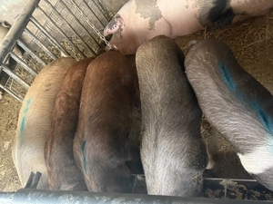 Purcei de vanzare - imagine 3