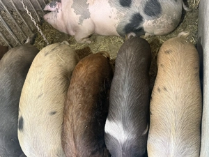 Purcei de vanzare - imagine 5