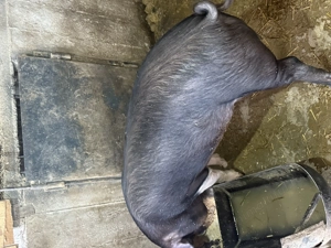 Purcei de vanzare - imagine 4