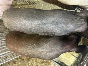 Purcei de vanzare - imagine 2