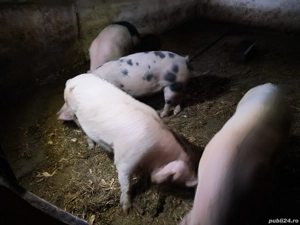 Vând porci grași   - imagine 3