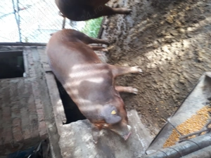 Vînd porci duroc de carne crescuți naturale  - imagine 3