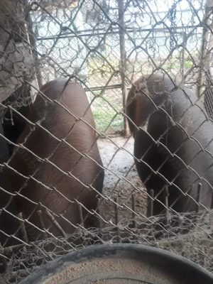 Vînd porci duroc de carne crescuți naturale 