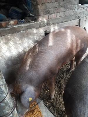 Vînd porci duroc de carne crescuți naturale  - imagine 4