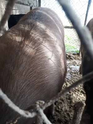 Vînd porci duroc de carne crescuți naturale  - imagine 6