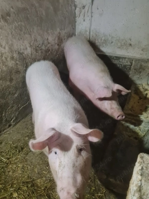 Porci de vânzare 