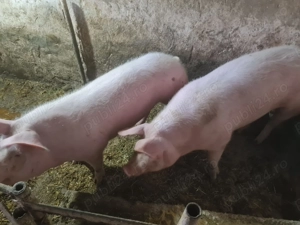 Porci de vânzare  - imagine 3