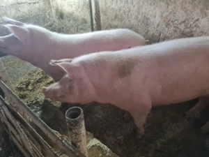 Porci de vânzare  - imagine 4