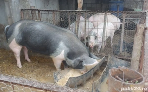 Cautam casa nouă  - imagine 4