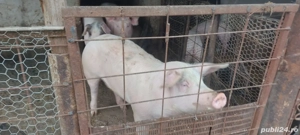 Cautam casa nouă  - imagine 3