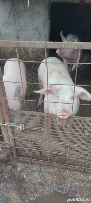 Cautam casa nouă  - imagine 5