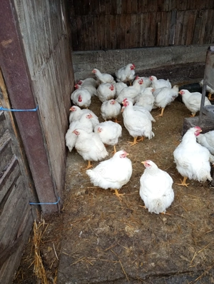 Vând pui tăiați! - imagine 3