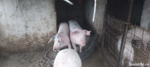 Cautam casa nouă  - imagine 2