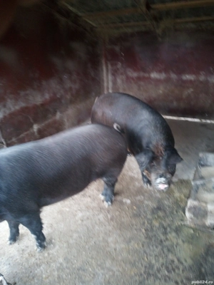 vand porci durok - imagine 4