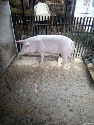 vand porci durok - imagine 3