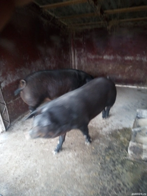 vand porci durok - imagine 5