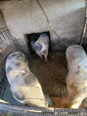 Porci de vinzare 16 kg