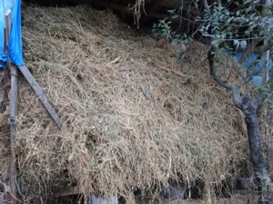 Vând lucernă uscată.  - imagine 5