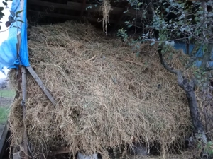 Vând lucernă uscată. 