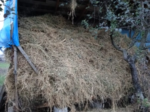 Vând lucernă uscată.  - imagine 3