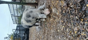 Porc de vanzare ,in jur de 300kg